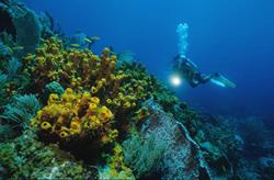 Tobago Dive Centre Speyside Tobago Dive Centre Speyside